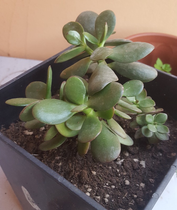 Crassula ovata 