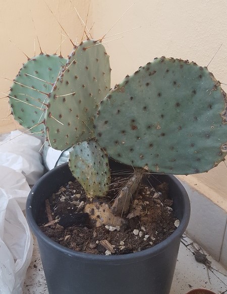 opuntia gosseliniana