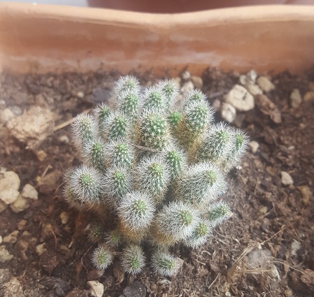 Rebutia fabrisii v. flaviflora 