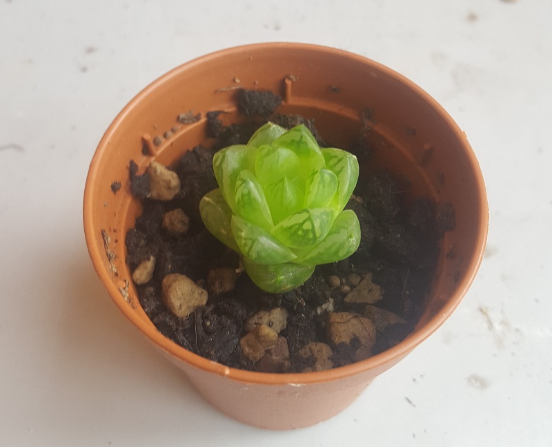 Haworthia cymbiformis v. obtusa 