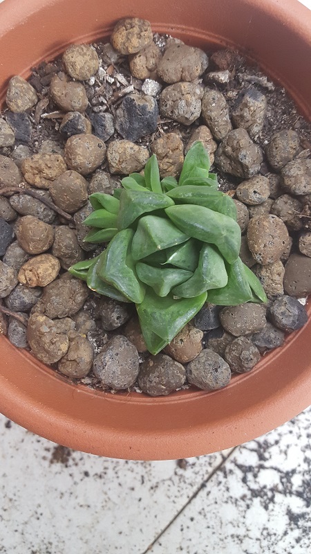 haworthia cymbiformis