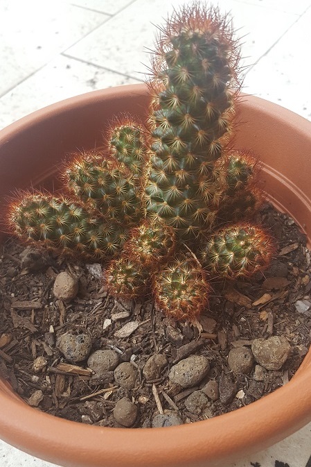 Mammillaria elongata v. rufocrocea 