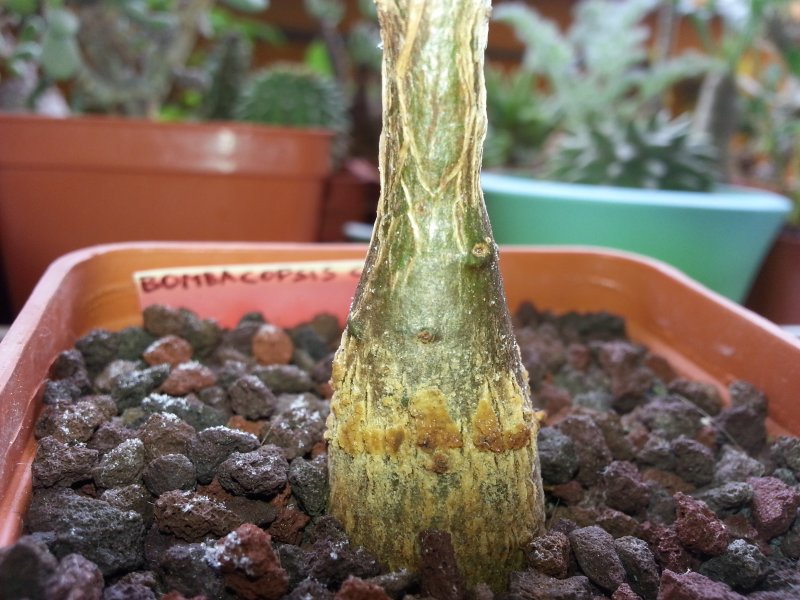 Bombacopsis cubensis 