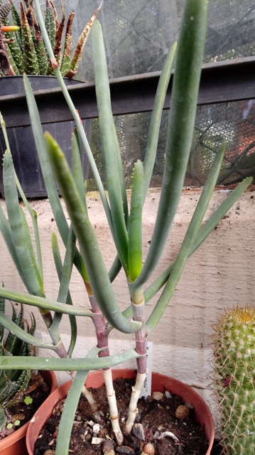 Aloe parallelifolia 