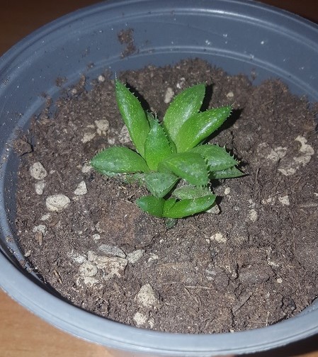 haworthia mirabilis v. calcarea