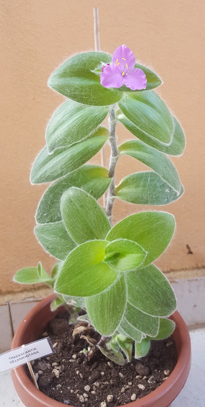 tradescantia sillamontana