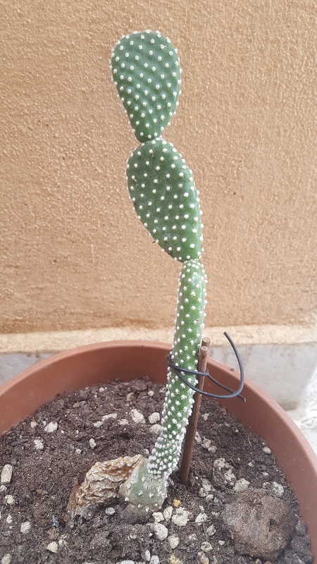 Opuntia microdasys v. albispina 