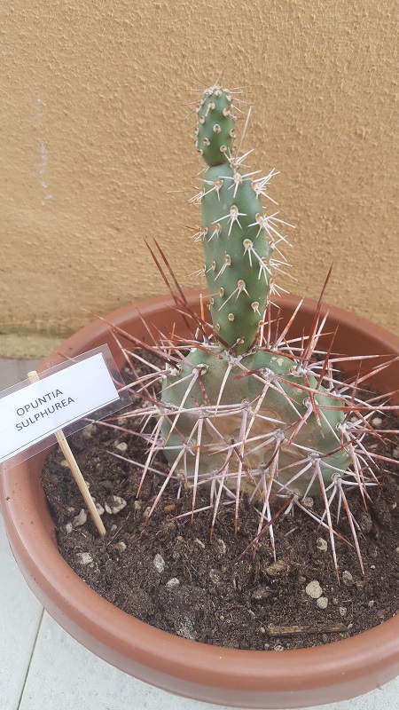 opuntia sulphurea