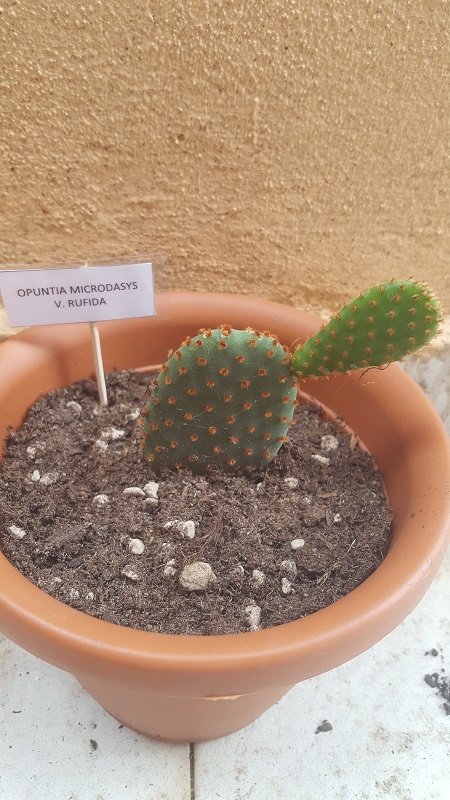 Opuntia microdasys v. rufida 