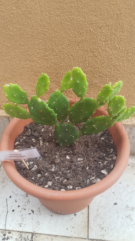 opuntia brasiliensis