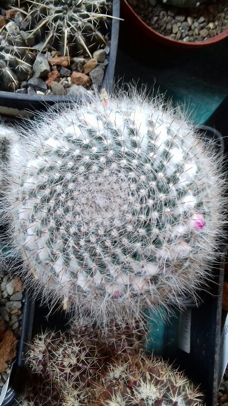 Mammillaria hahniana 