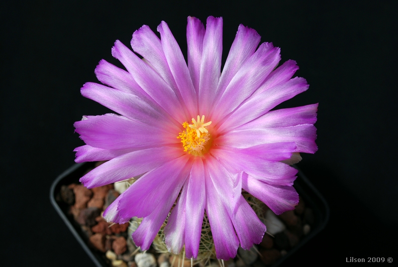 Thelocactus bicolor ssp. bolaensis 