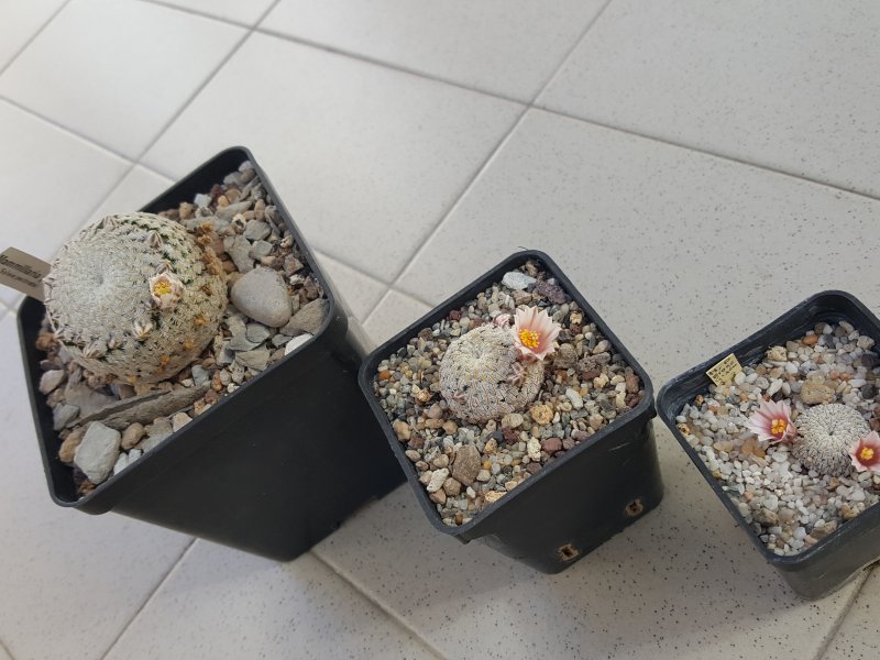 Mammillaria pectinifera 