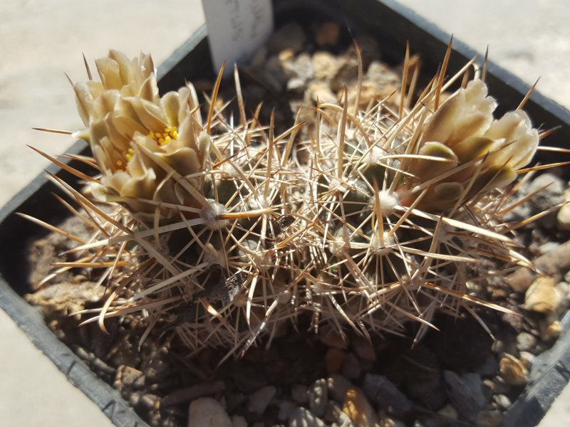 Ancistrocactus brevihamatus PP13