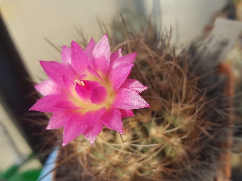 Neoporteria coimasensis 