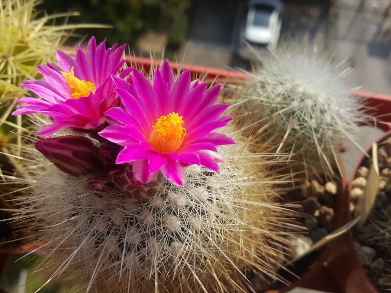 Thelocactus macdowellii 