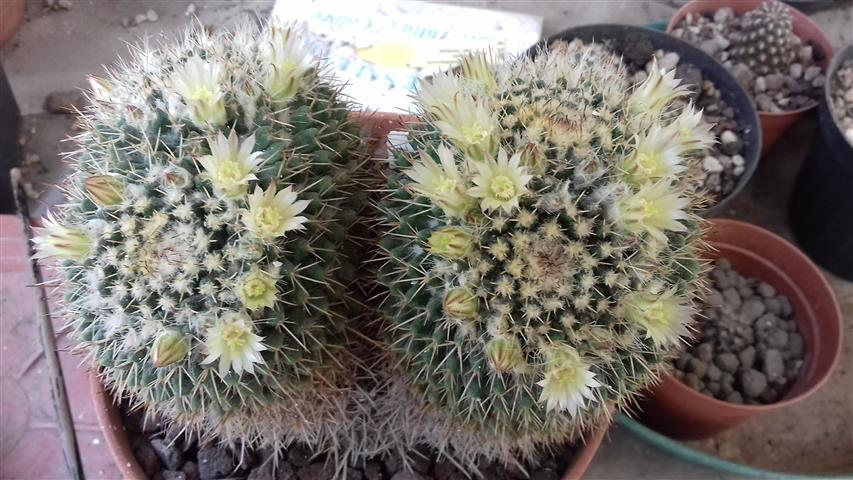 Mammillaria karwinskiana 