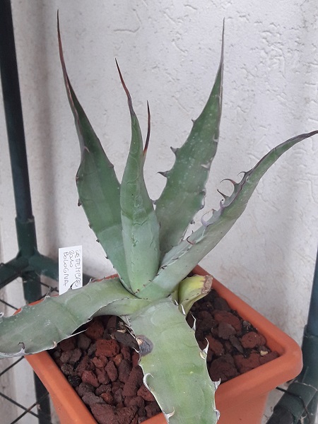 agave avellanidens