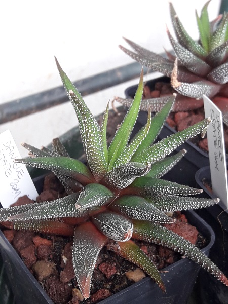 Haworthia attenuata var. radula 