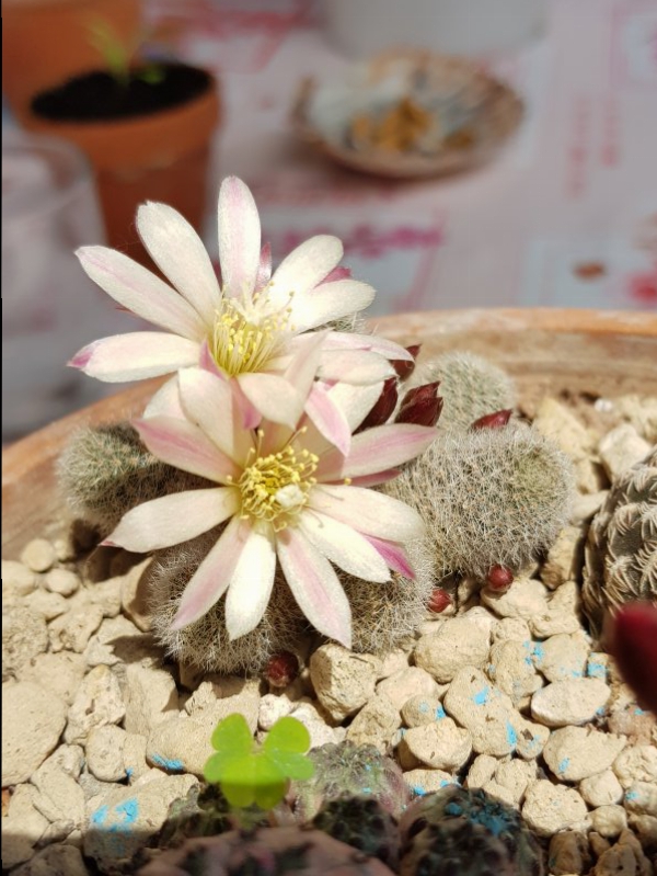 Rebutia cv. sunrise 