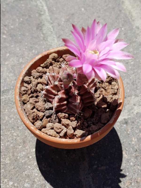 Gymnocalycium friedrichii 