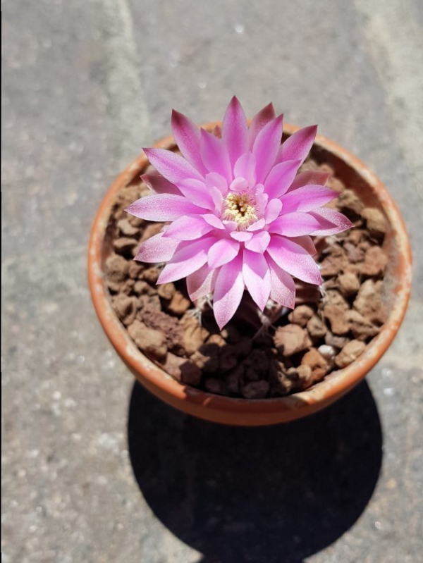 Gymnocalycium friedrichii 