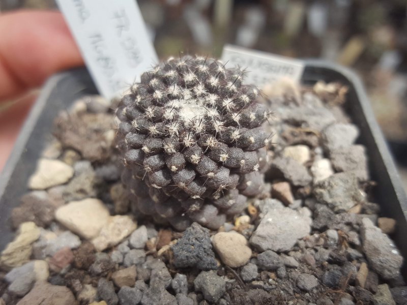 Copiapoa tenuissima 