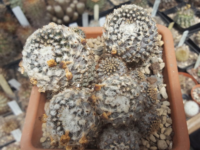 Copiapoa tenuissima 