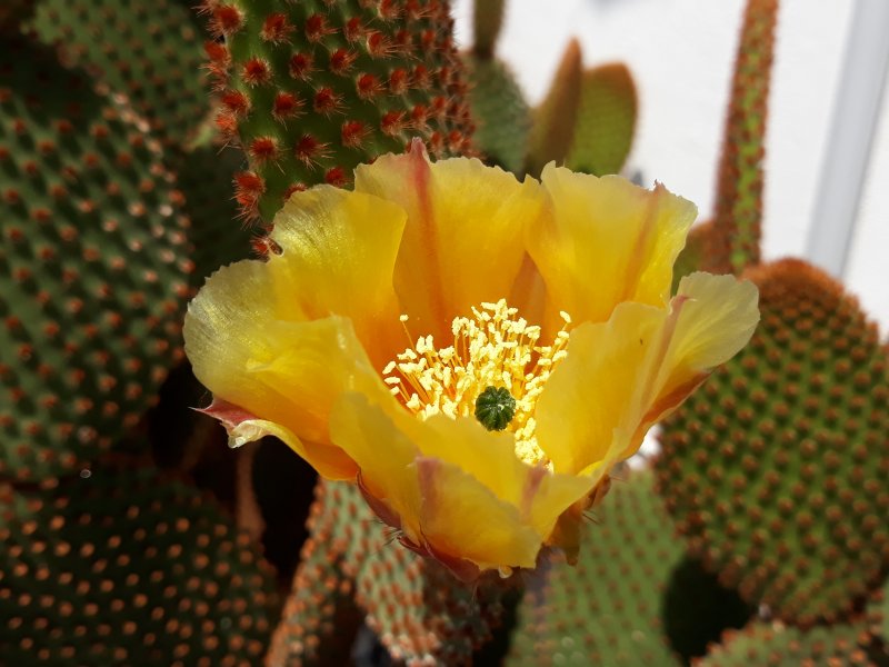 Opuntia microdasys v. rufida 