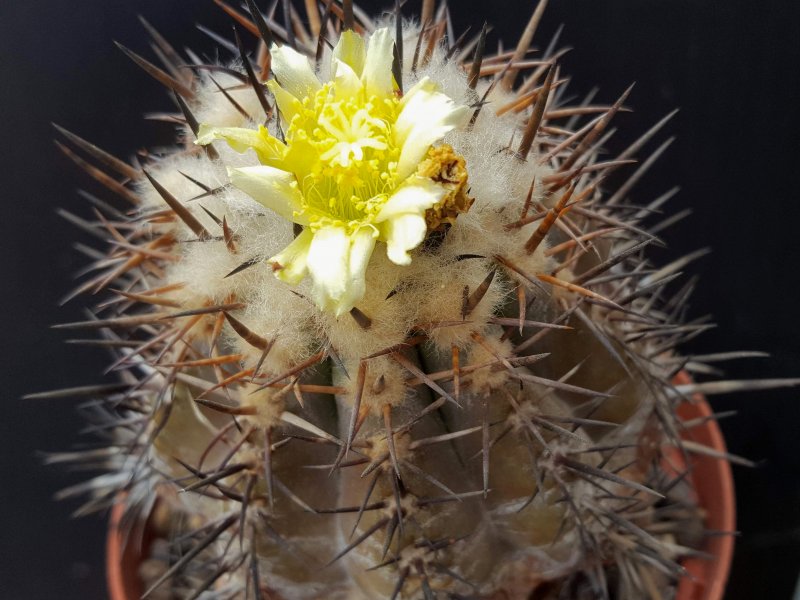 Copiapoa echinoides 