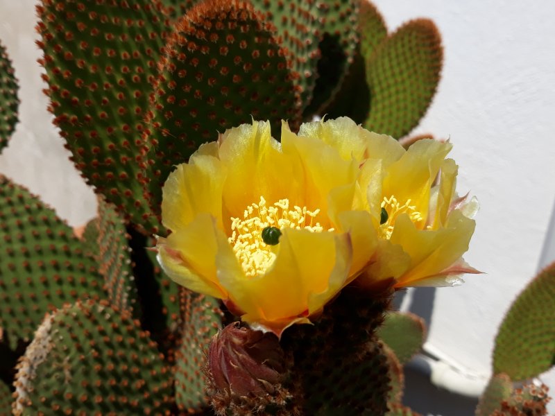 opuntia microdasys v. rufida