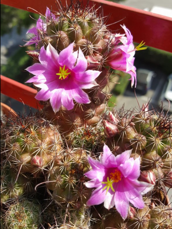 Mammillaria mazatlanensis ssp. patonii 