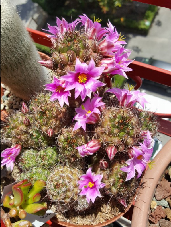 Mammillaria mazatlanensis ssp. patonii 