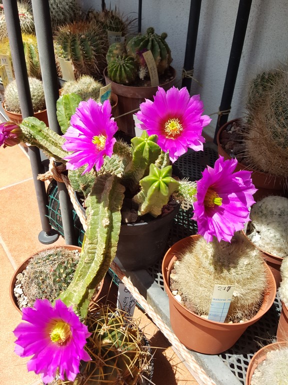 Echinocereus viereckii ssp. morricalii 