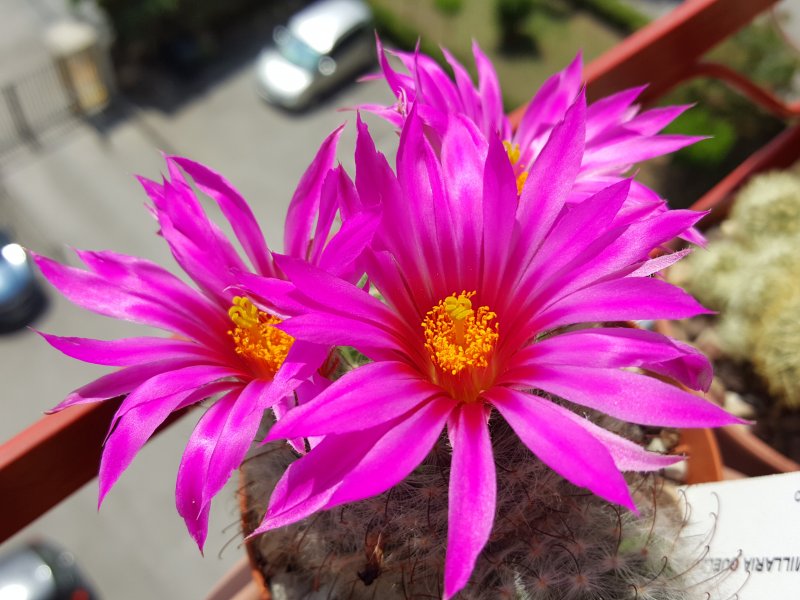 Mammillaria guelzowiana 