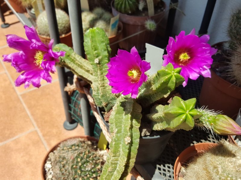 Echinocereus viereckii ssp. morricalii 