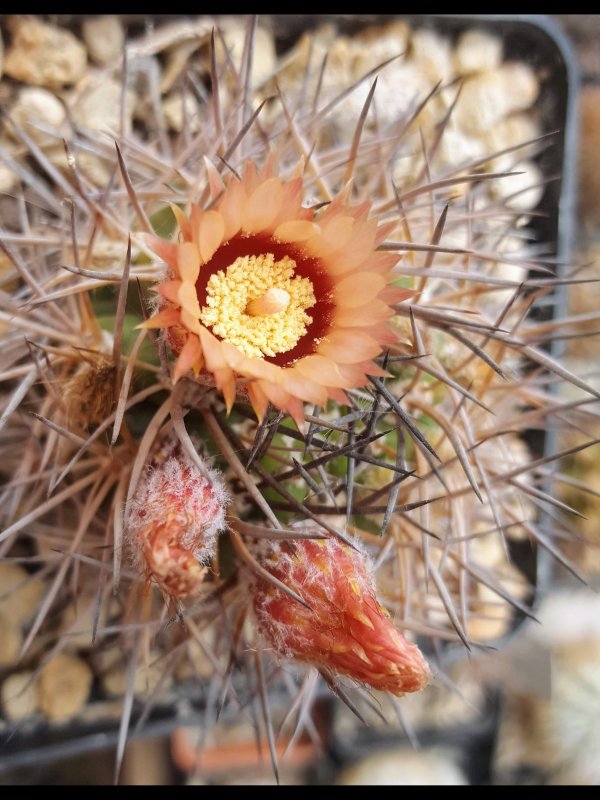 Pyrrhocactus marayesensis 