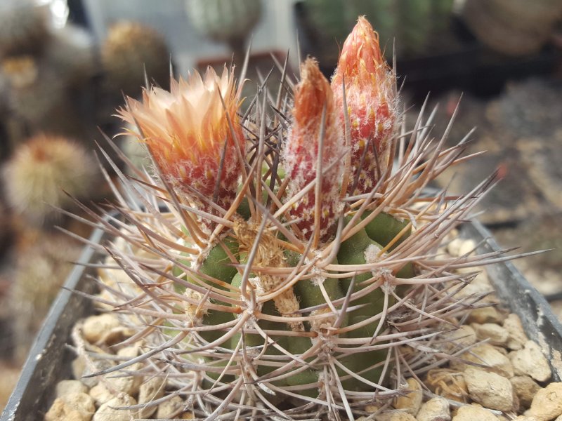 Pyrrhocactus marayesensis 