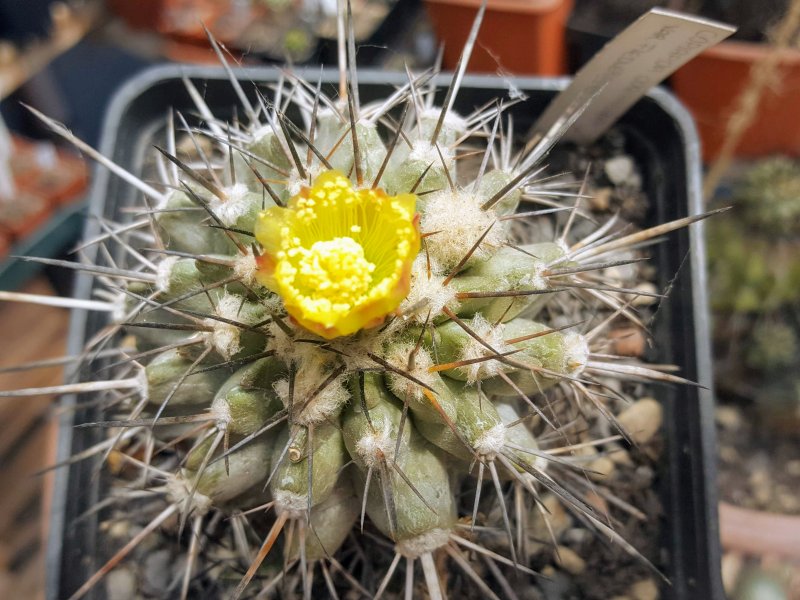 Copiapoa fiedleriana 