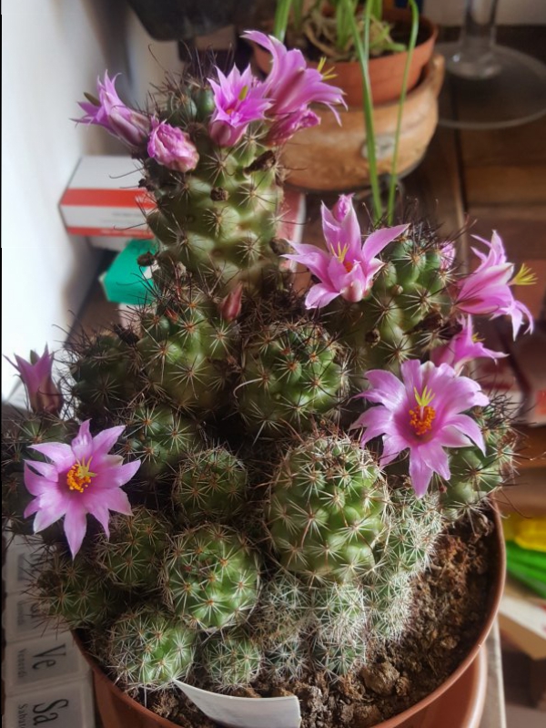 Mammillaria mazatlanensis ssp. patonii 