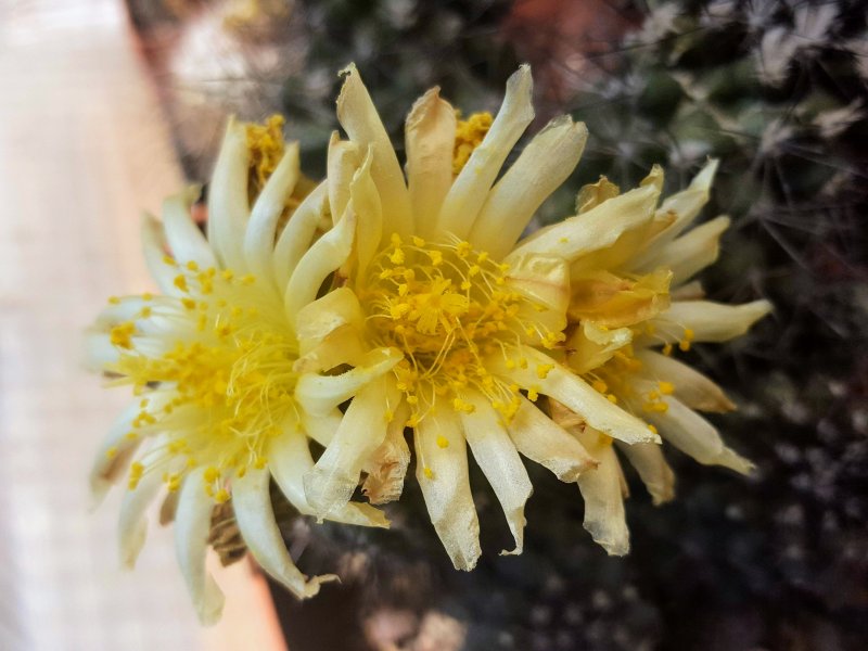 Copiapoa humilis 