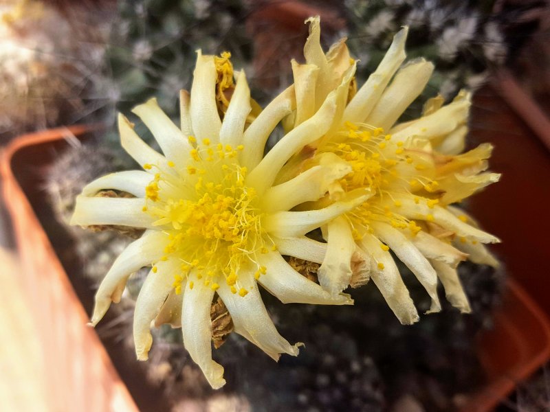 Copiapoa humilis 