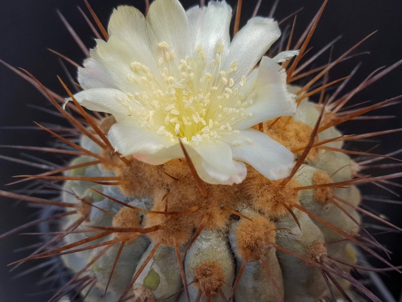 Copiapoa haseltoniana 