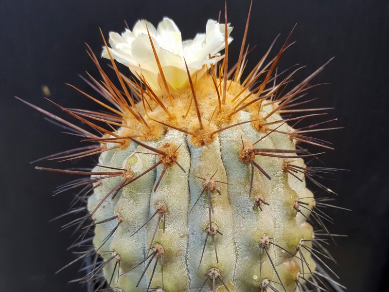 Copiapoa haseltoniana 