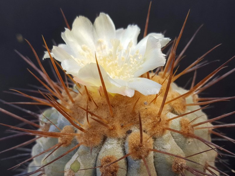 Copiapoa haseltoniana 