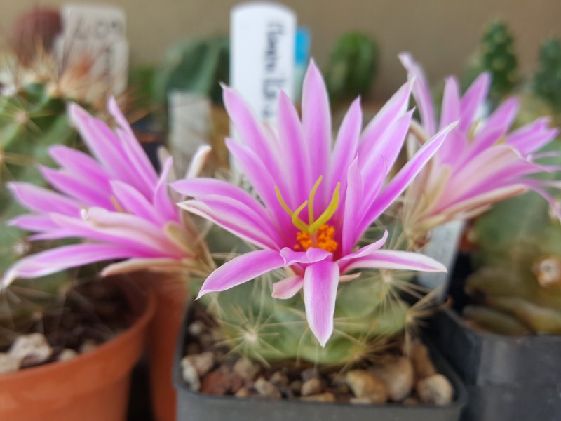 Mammillaria insularis 