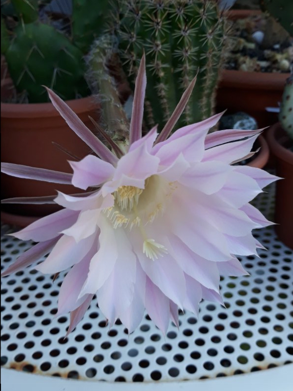 Echinopsis  