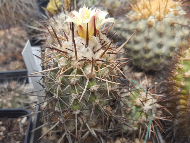 Copiapoa alticostata 