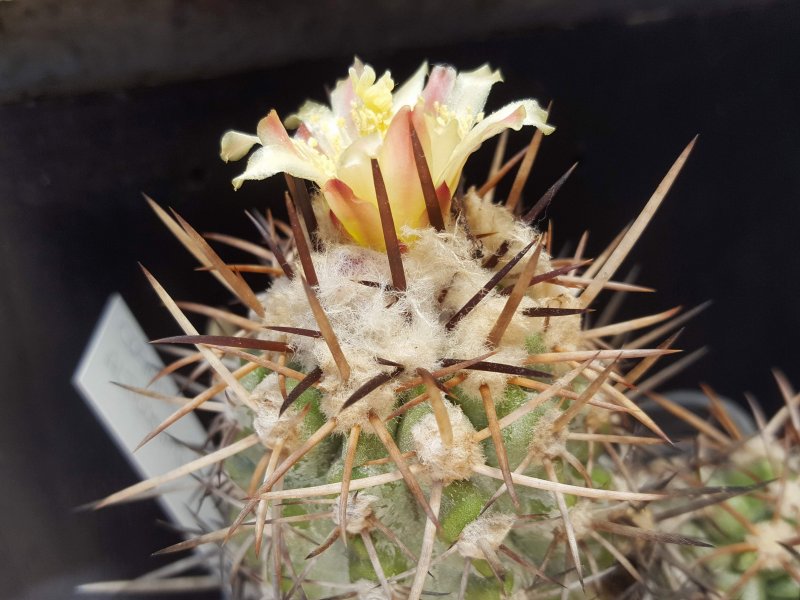 Copiapoa alticostata 