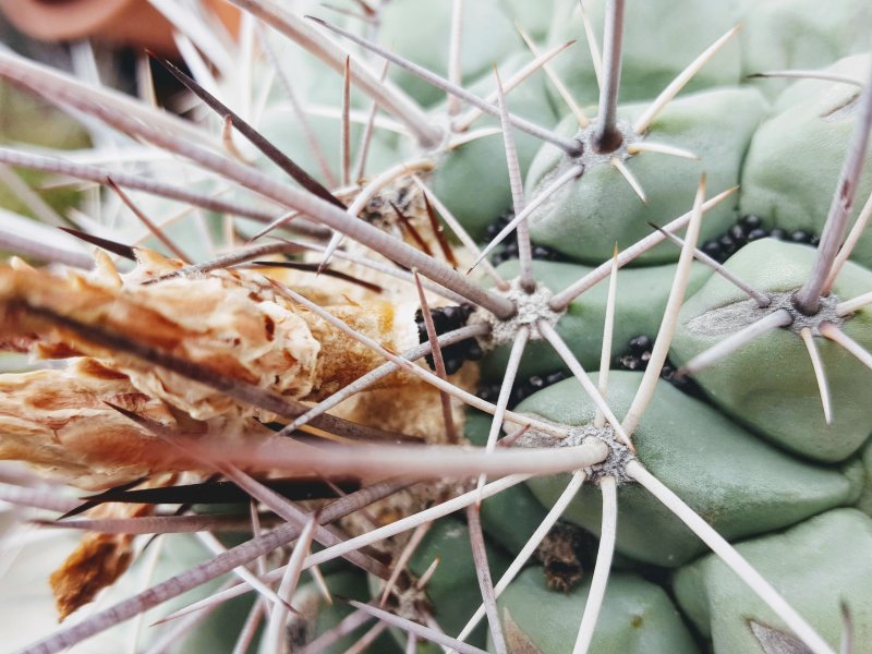 Thelocactus nidulans 